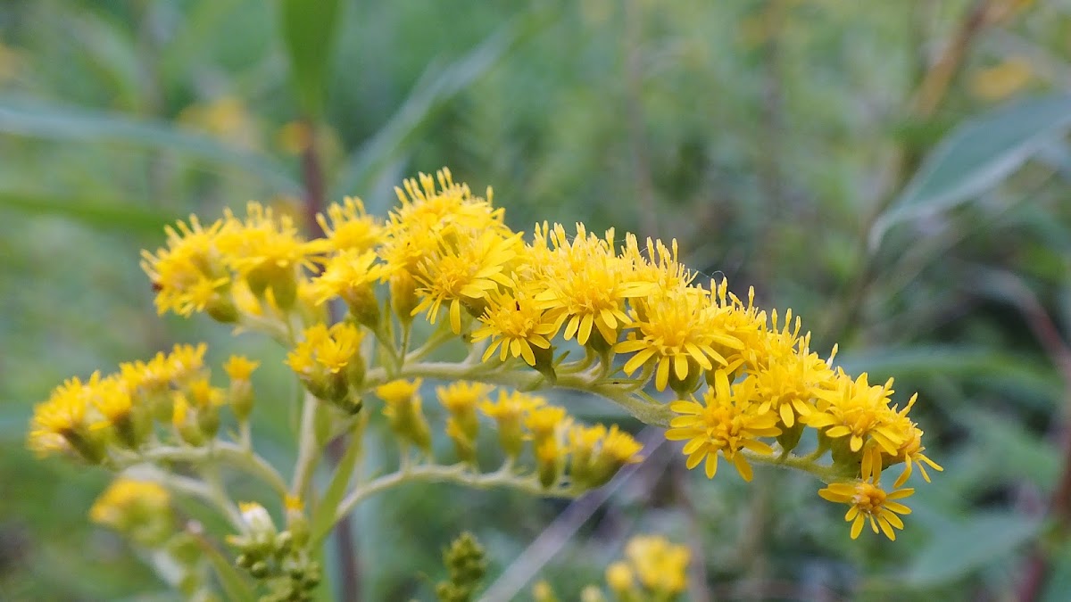 Giant goldenrod