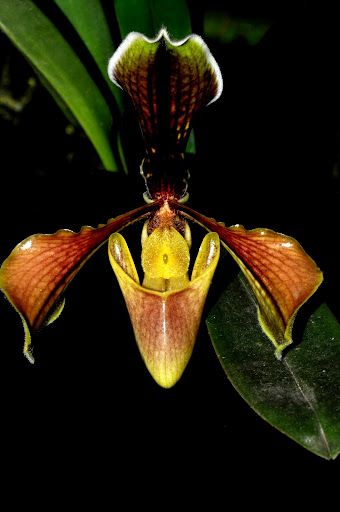 Paphiopedilum villosum und seine Varietäten DSC_0109