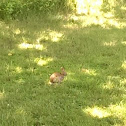 Eastern Cottontail