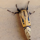 Hieroglyphic Moth