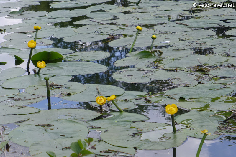 Flore du RAVeL 2015-05-21%252520Canal%252520de%252520la%252520Sambre%252520%2525C3%2525A0%252520l%252527Oise%252520%252520-%252520Landrecies%252520-%252520Rejet-de-Beaulieu%25252044