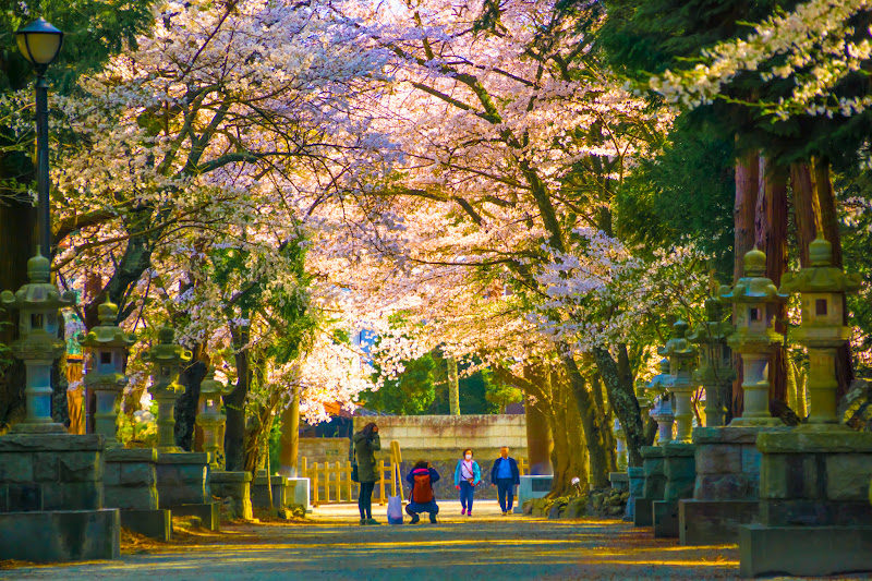 富士御室浅間神社 桜 写真1