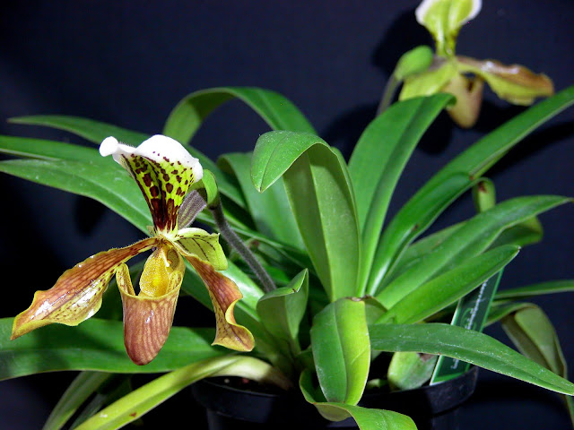 Paphiopedilum insigne und seine Varietäten DSCN0123