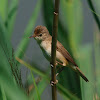 Carricero común (Eurasian reed warbler)