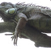 Iguana