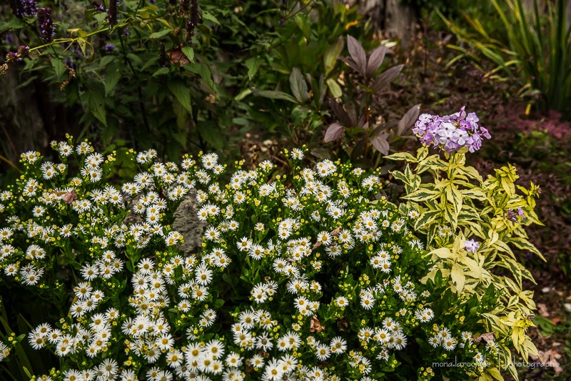 Aster Starshine ( agerantoïdes ) Aster-starshine-phlox-shockwave-131006-81rm