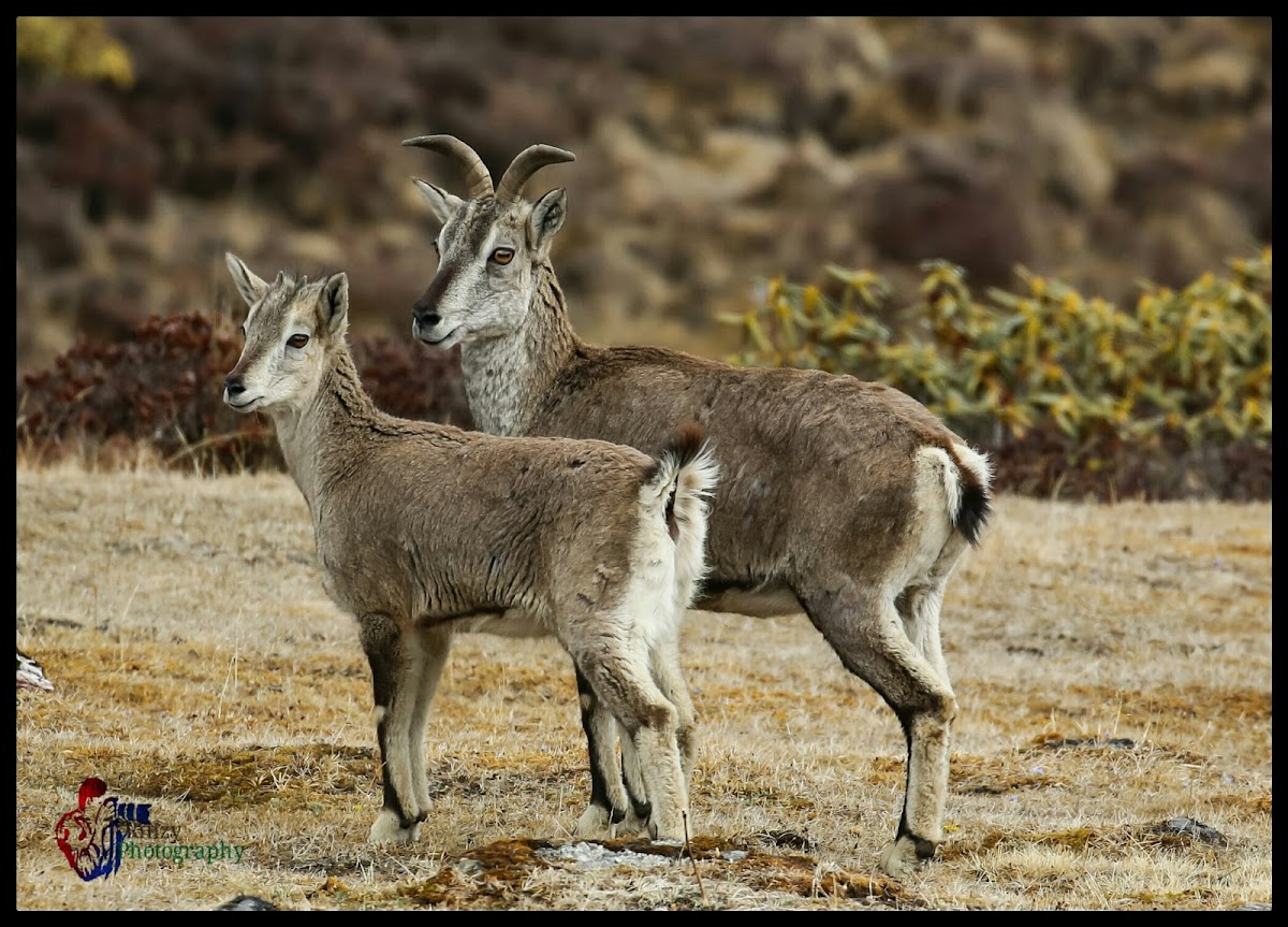 Himalayan Blue sheep