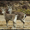 Himalayan Blue sheep