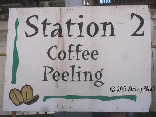 Coffee stations at the Doka Coffee Plantation, Costa Rica