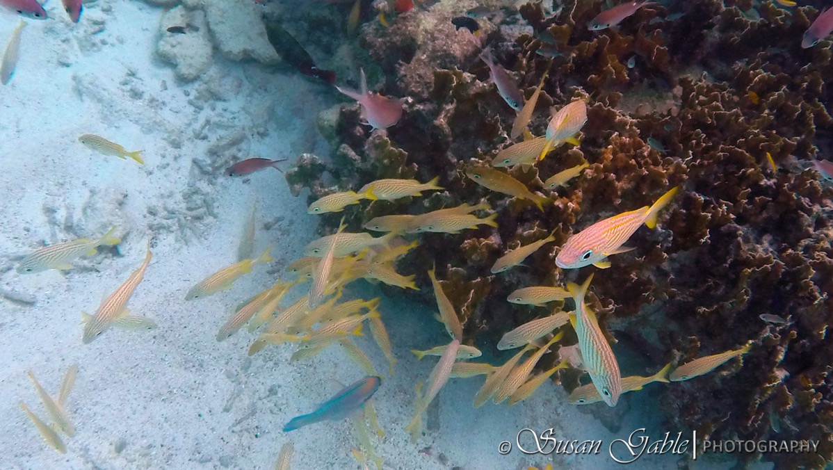 Bonaire GOPR0540