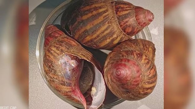15 Giant Snails From Nigeria Seized At US Airport (Photo&Video)
