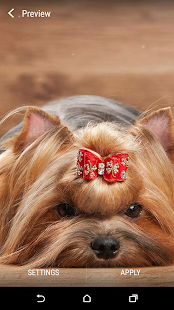 How to get Yorkshire Terrier LWP 1.0 unlimited apk for laptop