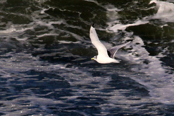 ID Gaivota? IMG_5682