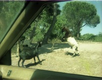 1982.06.28-028.12 combat de chèvres