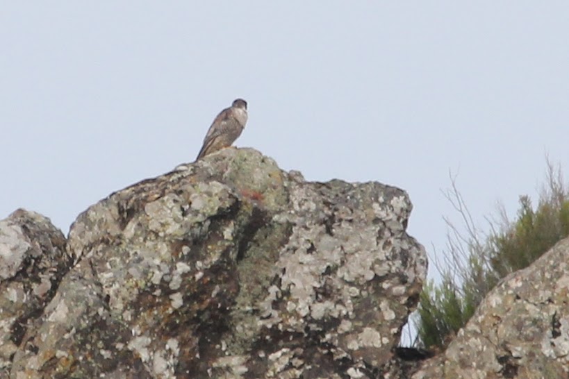 ID falcão? IMG_2505