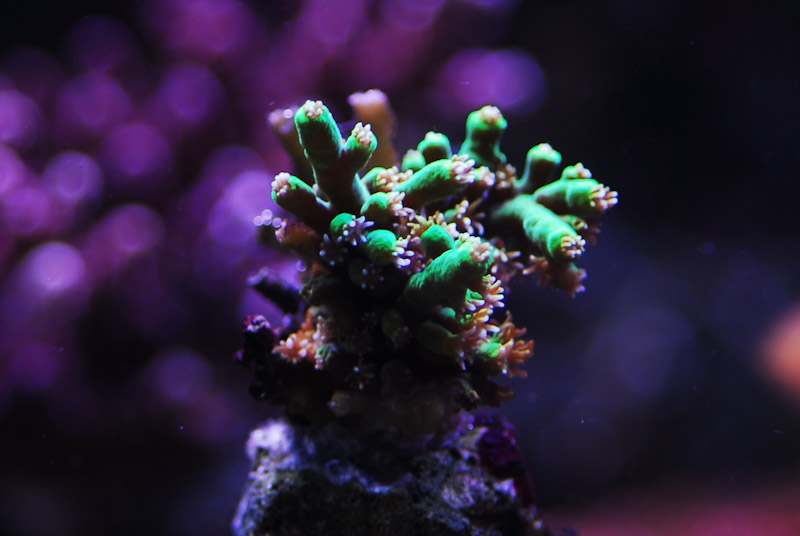 coral20110527-05.jpg