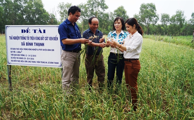 Quảng Ngãi: Mô hình trồng tỏi trên cát hiệu quả cao - 5714a2dfe8bb3