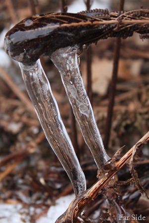 Icy Fern