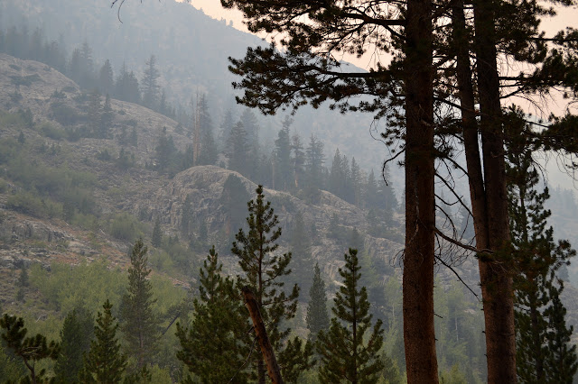 trees and willows and grainte above the trail