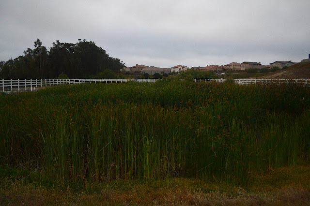 tall grasses in a fenced enclosure