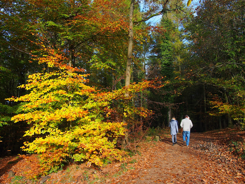 Bright autumn colours 