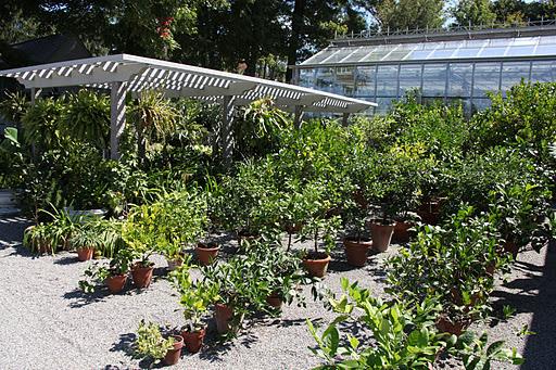 the shade pergola and my