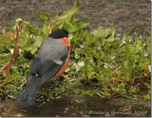 bullfinch-5