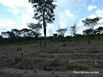 Un champ de manioc à Kahemba Photo fao.org