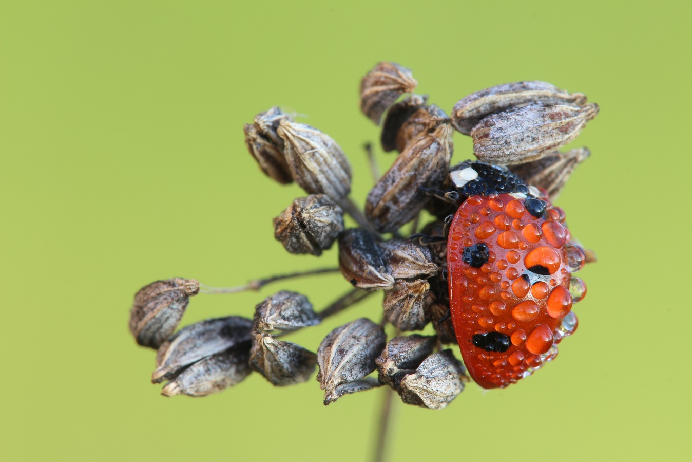 Coccinella di MauroV