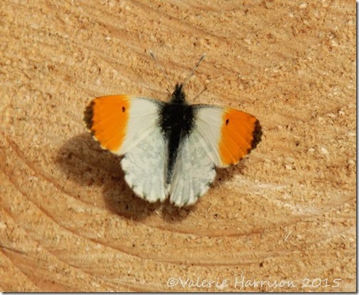 Orange tip Mikes 2