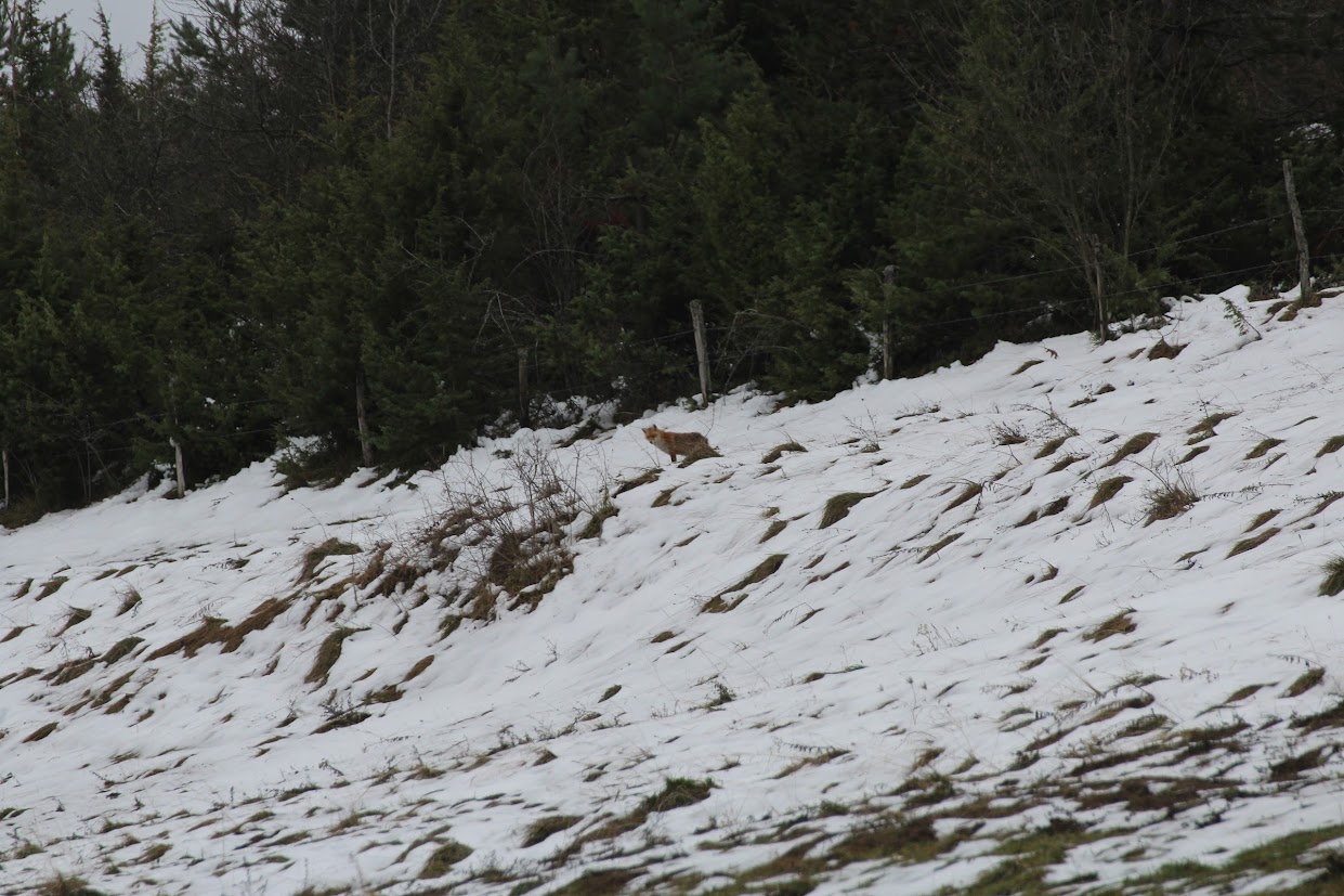 Le plateau de Jargoy IMG_6276