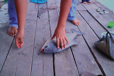 Umpan Ikan Bawal Siang Hari Paling Jos