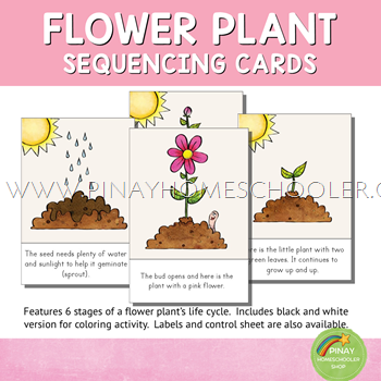 Flower Plant Life Cycle Sequencing Cards and Posters