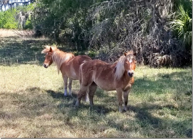 Two Ponies-3