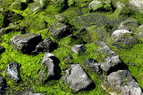 Really Green Fuel The Epa Opens The Door To Algae