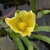 Yellow velvetleaf