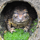 Asian Common Toad