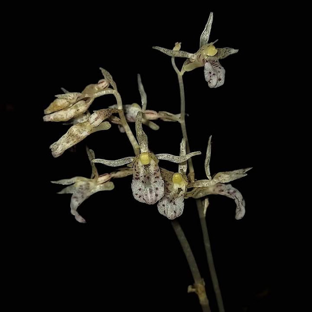 Botanical Name- Epipogium roseum (D.Don) Lindl. 🍂 🍂Common name- Sunbird orchid🍂 🍂मराठी नाव- वृक्षोदर पुष्प 🍂 🍂Family- Orchidacaeae 🍂 🍂Habit- Terrestrial orchid 🍂 🍂Habitat- Moist deciduous forests to semi-evergreen forests 🍂 🍂Ecology- Saprophytic🍂 🍂Distribution- Western ghats🍂 🍂Conservation status- Rare🍂 🍂Threats- Forest cleaning🍂 🍂Flower Color- White and Pinkish dots on flower 🍂 🍂Flowering season- Jan- Feb and May🍂 🍂 Location- Amba, Kolhapur, Maharashtra, India🍂