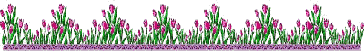 tulpen-0002