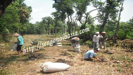 Usaha Tanam Sengon Solomon