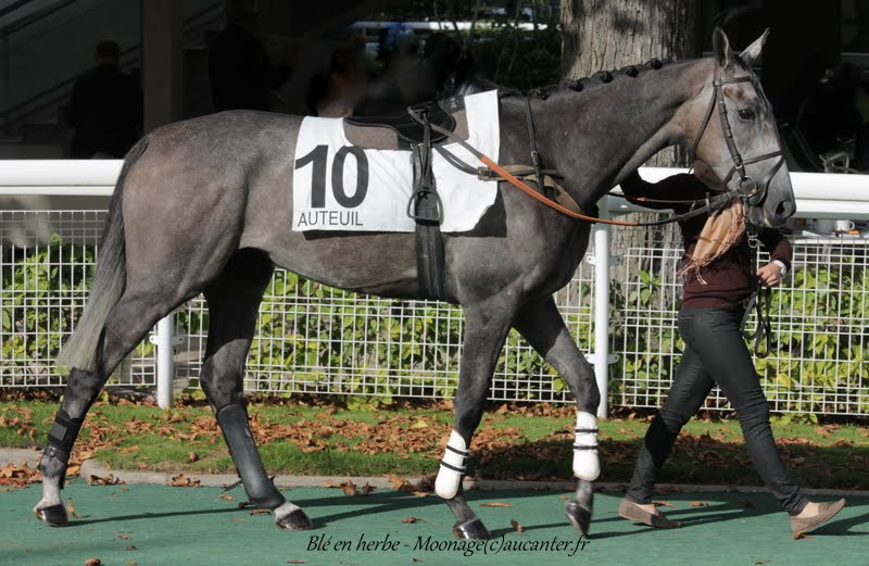 Photos Auteuil 26-09-2015 IMG_4195