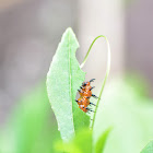 Gulf Fritillary: egg, instars, adult