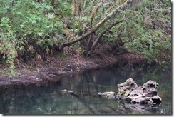 Coquina in the river-2