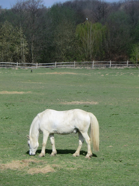 CIMG9578 White horse at Renby Farm