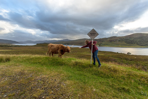 Highland coo. From Exploring Scotland's North Coast 500