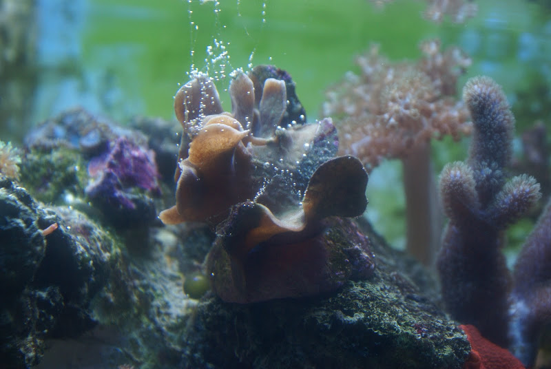 Pavona decussatus (Pavona Coral) DSC05175