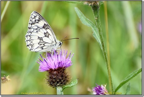 Draycote Meadows - July