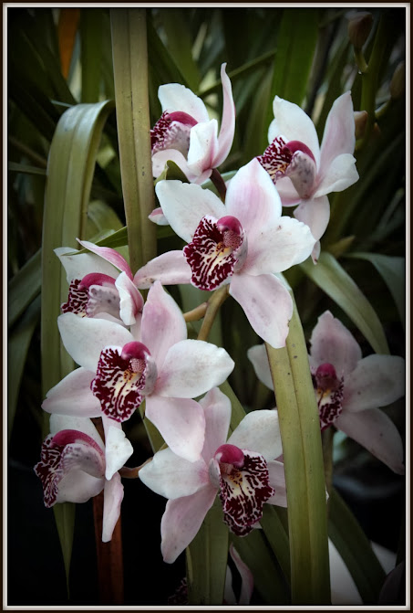 Cymbidium hybrides 2014 IMG_8251