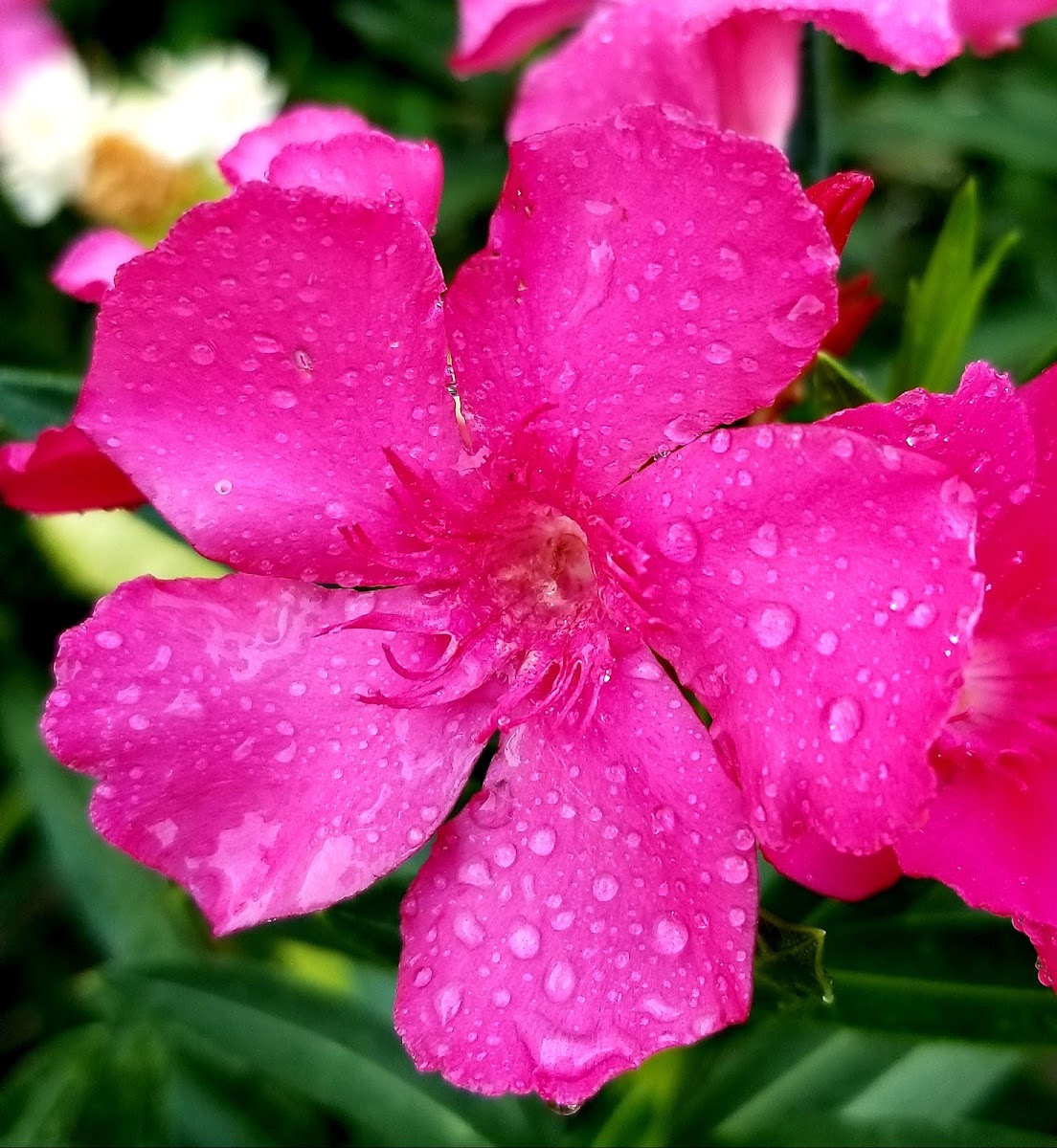 Oleander