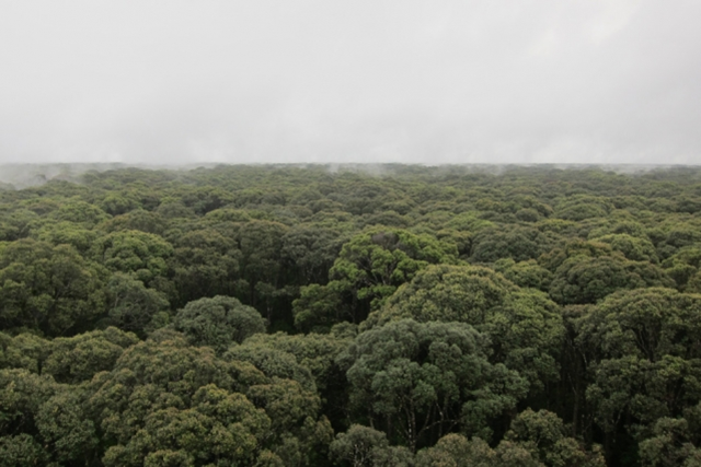 Aerial view of peatland in Southeast Asia. “There is a tremendous amount of peatland in Southeast Asia, but almost all of it has been deforested,” says MIT professor Charles Harvey. Photo: Charles Harvey